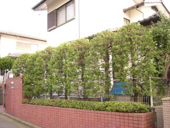 横浜市の植木剪定・カイヅカイブキ生垣