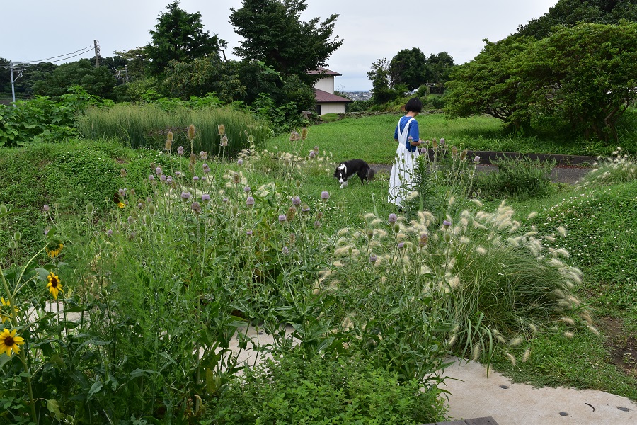 造園工事・植栽/茅ヶ崎市/ 築山と宿根草が呼応する里山の庭